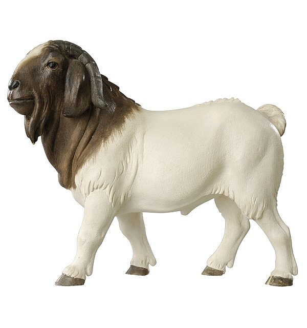 4310 - Billy Boer goat