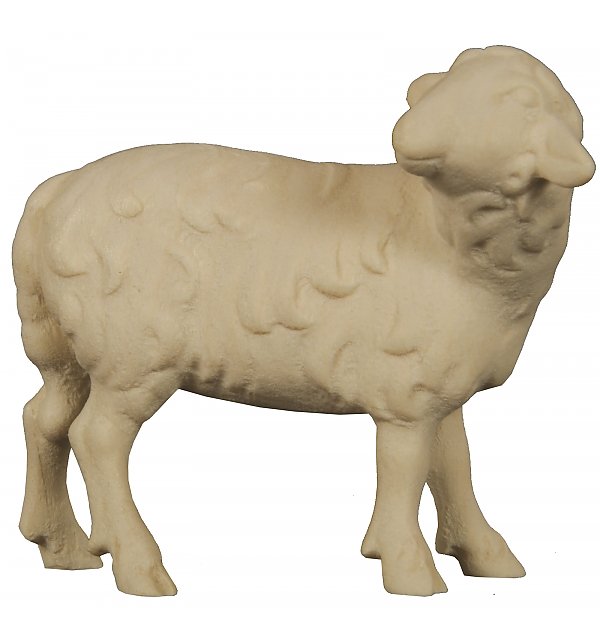 2440 - Schaf stehend zurückschauend NATUR