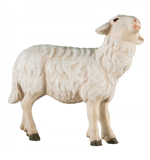 2461 - Schaf zu Fütterer links COLOR