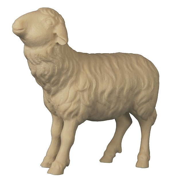 2461 - Schaf zu Fütterer links NATUR
