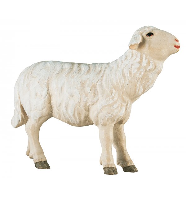 2462 - Schaf zu Fütterer - gerade COLOR