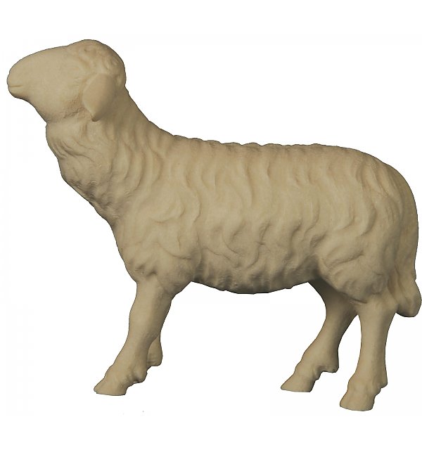2462 - Schaf zu Fütterer - gerade NATUR
