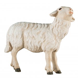 2461 - Schaf zu Fütterer links