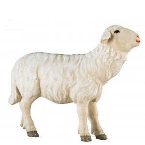 2462 - Schaf zu Fütterer - gerade
