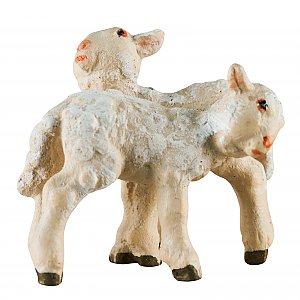 2501 - Group of lambs standing