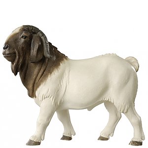 4310 - Billy Boer goat