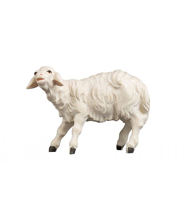 1661 - Sheep COLOR