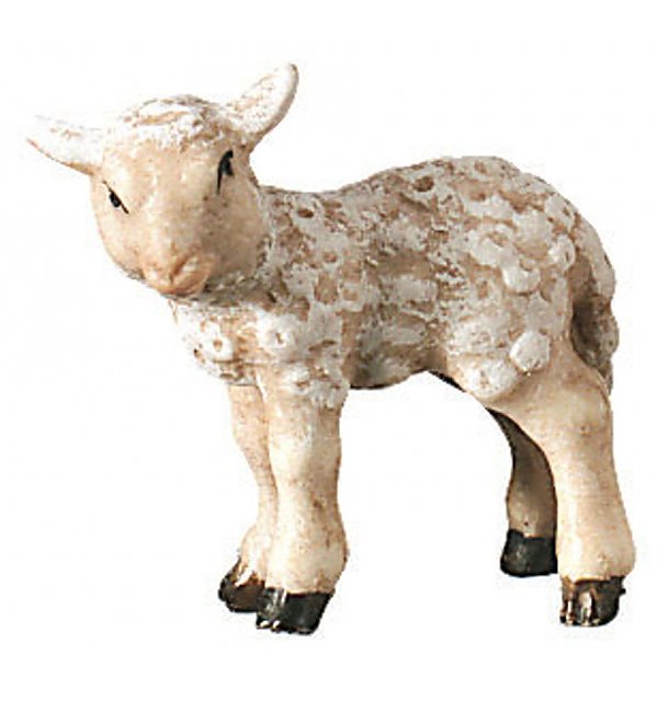 1671 - Lamb standing