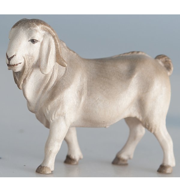 2651 - Billy Boer goat TON2