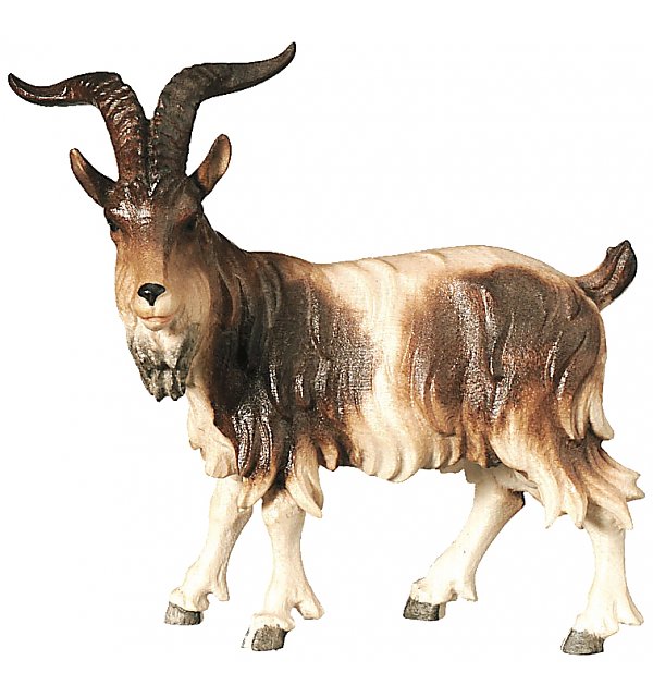 2972 - Billy goat standing COLOR