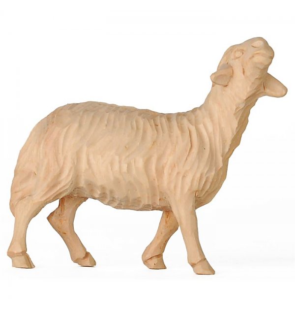 KD160015 - Standing sheep in Swiss pine