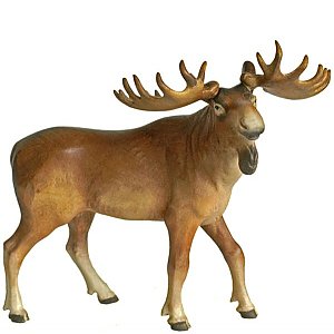 G1139 - Elk standing